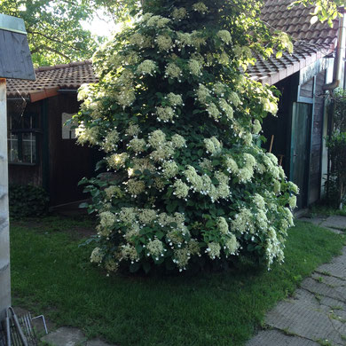  Kletterhortensie