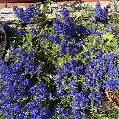 Großer Ehrenpreis Veronica teucriumm Royal blue