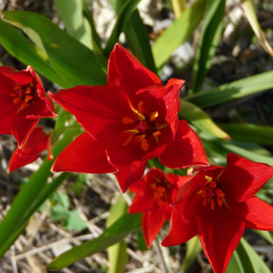 Tulipa sprengeri ROT 10 Stück 20,00 €