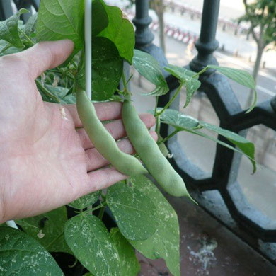 春に植えたインゲンがやっと食べられるようになりました。ほんのちょっとしかないので、みんなでお刺身みたいに大事にいただきます。