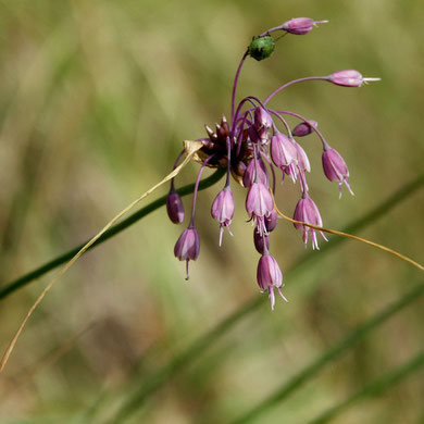Lauch, Ross-, Allium oleraceum