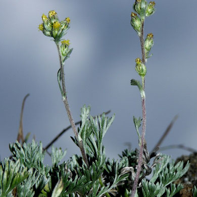 Edelraute, Echte-, Artemisia mutellina, Berg Wermuth