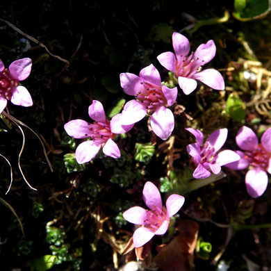 Azalee, Alpen-, Loiseleuria procumbens