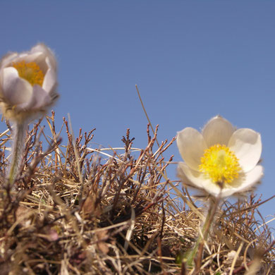 Anemone, Frühlings-, Pulsatilla vernalis