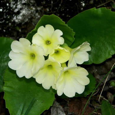 Primel, Weisse Felsen-, Primula hirsuta alba