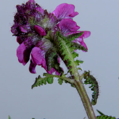 Läusekraut, Quirlblättriges-, Padicularis verticillata