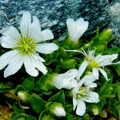 Hornkraut, Alpen-, Cerastium alpinum