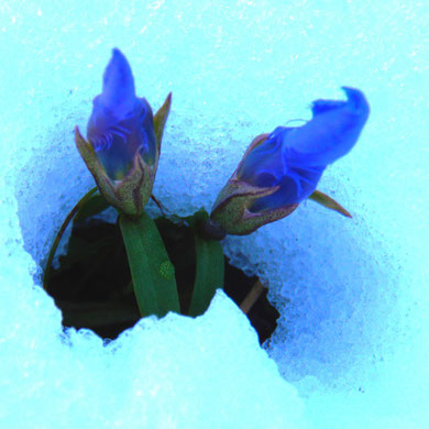 Enzian, Gefranster-, Gentiana ciliata durchbricht den Schnee