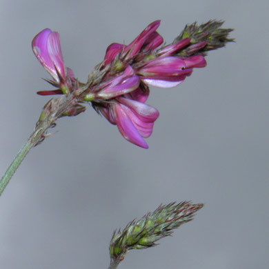 Esparsette, Berg-, Onobrychis montana