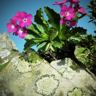 Primel, Rote Felsen-, Primula hirsuta im Hohliecht auf Granit mit Flechten