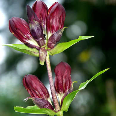 Enzian, Purpurroter-, Gentiana purpurea