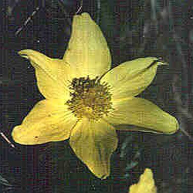 Anemone, Schwefel-, Pulsatilla apiifolia