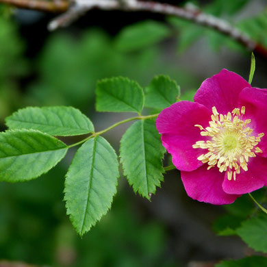 Rose, Alpen Hag-, Rosa pendulina
