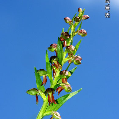 Hohlzunge, Coeloglossum viride, Orchidee