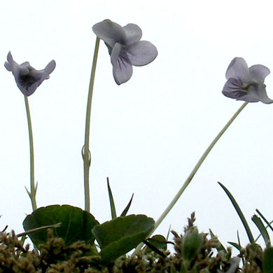Veilchen, Sumpf-, Viola palustris
