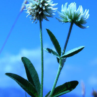 Klee, Berg-, Trifolium montanum