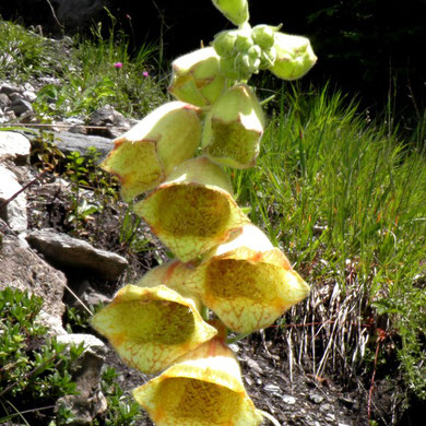 Fingerhut, Grossblütiger-, Digitalis grandiflora
