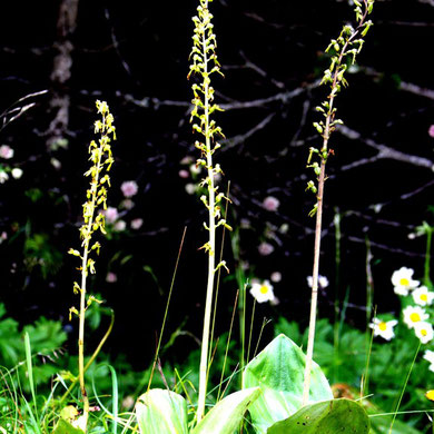 Grosses Zweiblatt, Epipactis palustris