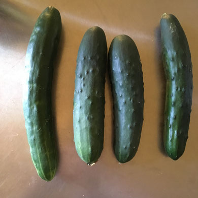 von rechts: Freilandgurke - Lothar- Cindy