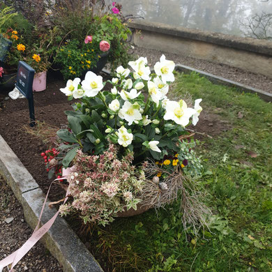 Friedhofschale bepflanzt mit Helleborus/ Christrose