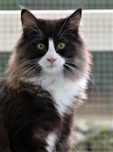 Chat des Forêts Norvégiennes - black tortie smoke & blanc - chatterie des Glières