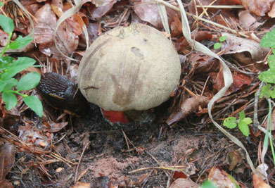 ein Schönfußröhrling (Boletus calopus)