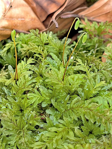 Welliges Kriechsternmoos - Plagiomnium undulatum; Waldwegrand bei Karlsbad-Spielberg (G. Franke, 10.02.2026)