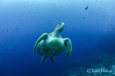 Marvel at the majestic beauty of a sea turtle captured in its natural habitat in the Galapagos Islands, a symbol of the marine biodiversity that thrives within this UNESCO World Heritage site.