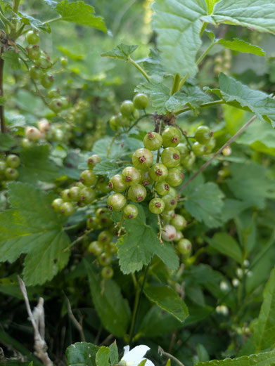 10 von 12:Johannisbeeren