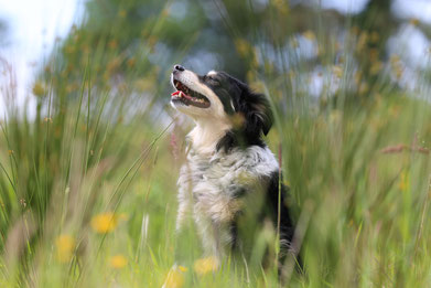 Tierhalterhaftpflicht, Hund