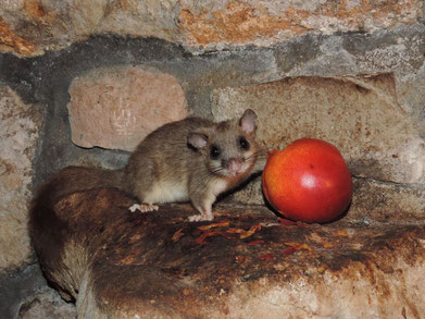 fiche animaux loir gris vs lerot