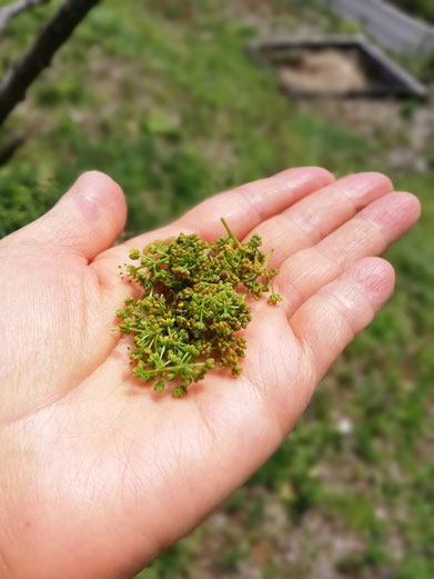 陶芸家　ブログ　茨城県笠間市　土鍋ご飯　おうちごはん　花山椒　日本の食材　自然の味　stay home