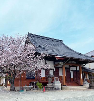 福岡県八女市の西勝寺の本堂　大きな桜の木があります
