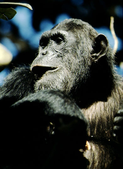 An Eastern chimpanzee, one of three genetically distinct chimpanzee subspecies,  munching on breakfast; Mahale, Tanzania.