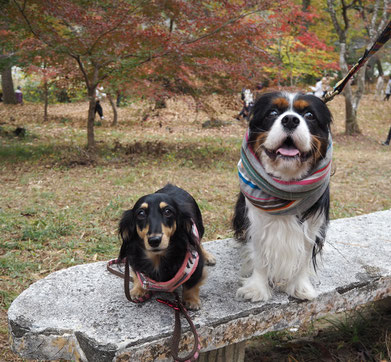 月の石紅葉公園にて。