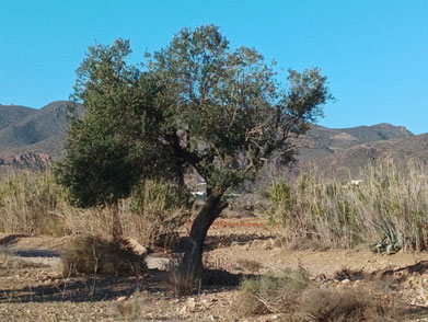 Schamanin Luzern, Schweiz