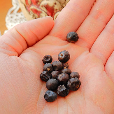 Qualitativ hochwertige Wacholderbeeren schmecken süßlich-harzig und haben eine gläzende und glatte Oberfläche