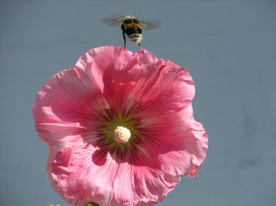 ©www.lichtwesenfotografie.com