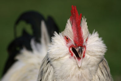 Krähender Lachshahn in weiß-schwarzcolumbia 