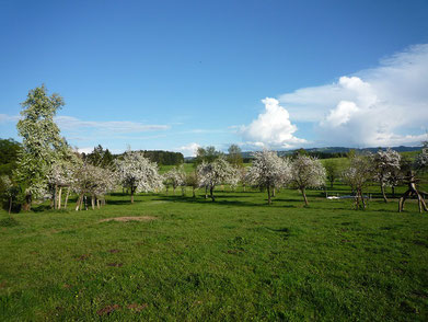 Schnapsbrennerei Bodensee Streuobst