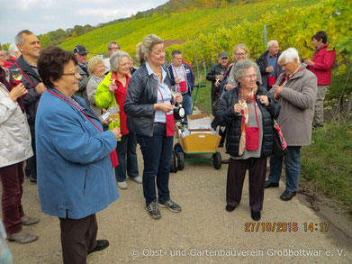 Die Mitglieder des OGV Großbottwar bei der Weinprobe im Weinberg.