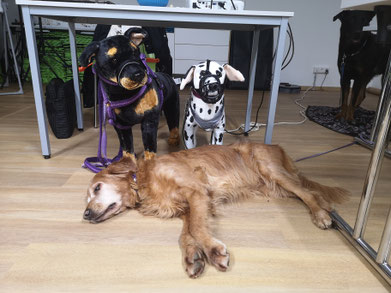 Hundeschule DreamTeam Golden Retriever Bergfexn's Assya Seminar Caniformia