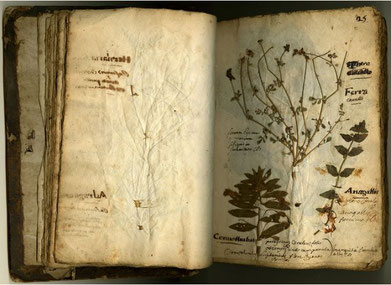 Page de l’herbier de René Marmion, élève de Goiffon avec des annotations de la main du maître