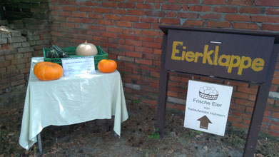 Unser Selbstversorger-Garten mit Kartoffeln, Tomaten, Gurken, Kürbissen etc.