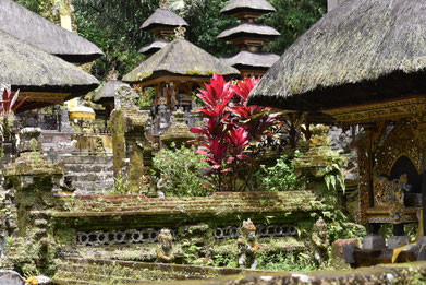 bali-ubud-reisfelder