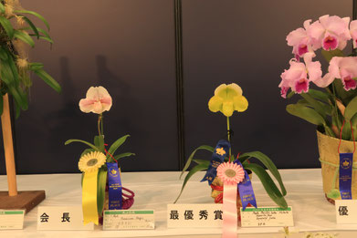 アリ植物入荷しました 株 東京オーキット ナーセリー アリ植物入荷しました 株 東京オーキット ナーセリー