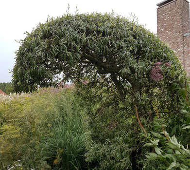 topiary oudolf pyrus salicifolia