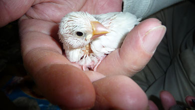 手乗り白文鳥ヒナが仲間入りしました