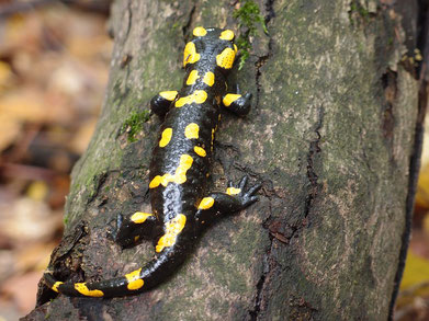Les Salamandres