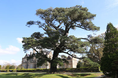 Muckross House mit riesigem Baum im Vordergrund - ©My own Travel Rundreisen Irland